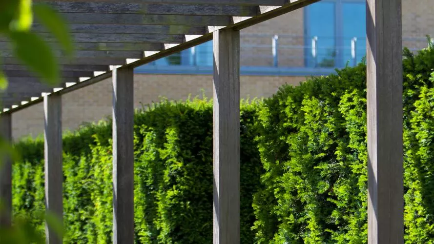 Said Business School trellis with foliage