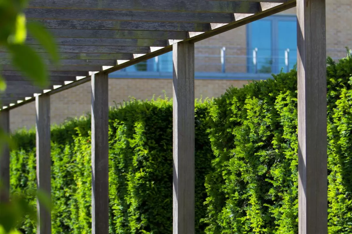 Said Business School trellis with foliage